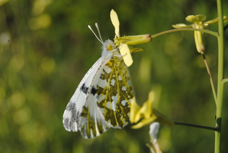 Conferma pieridae